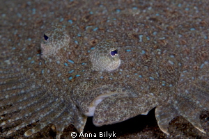 Leopard flounder by Anna Bilyk 